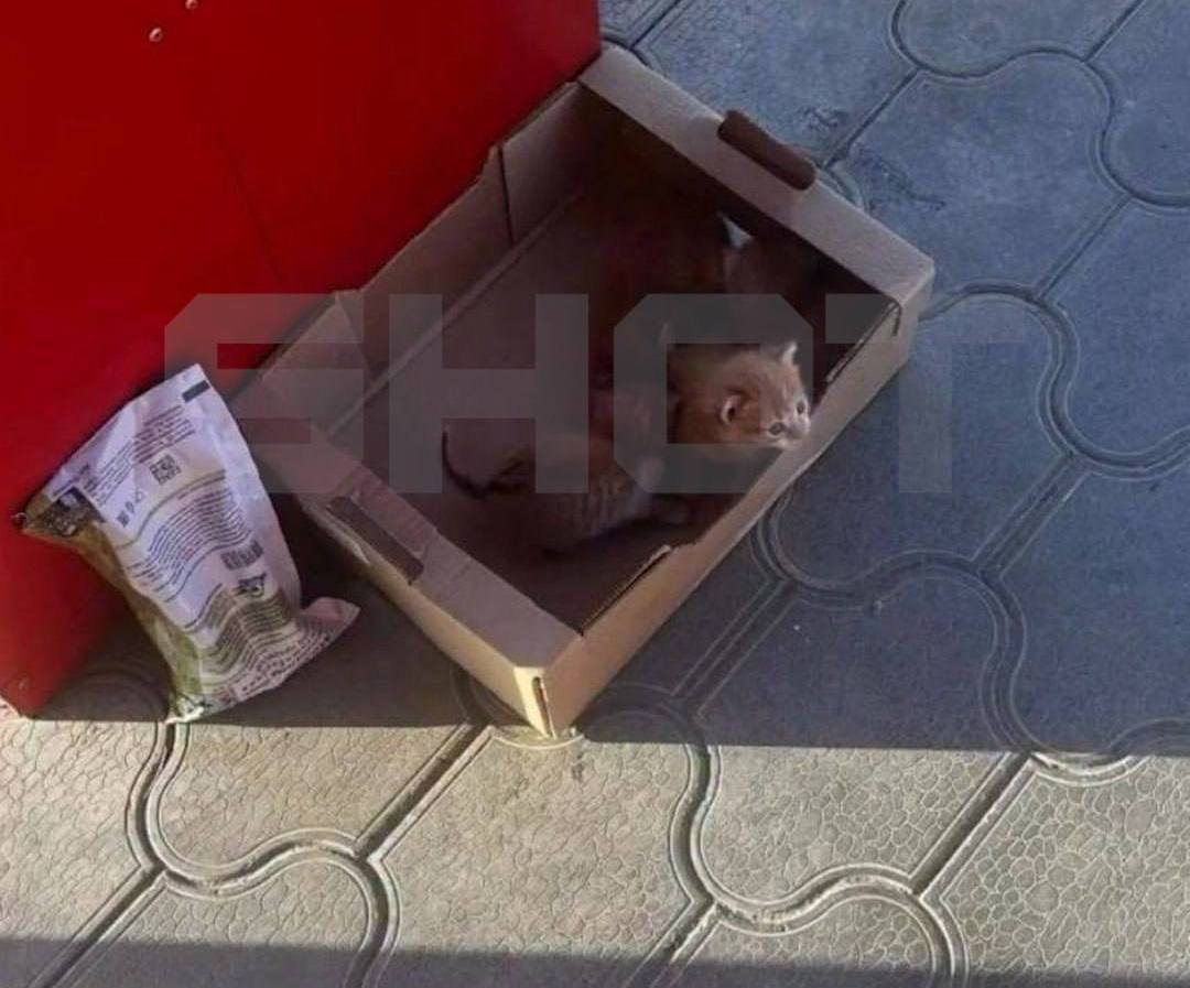 В Светлограде сотрудница супермаркета призналась в убийстве котят, которых подбросили к магазину.