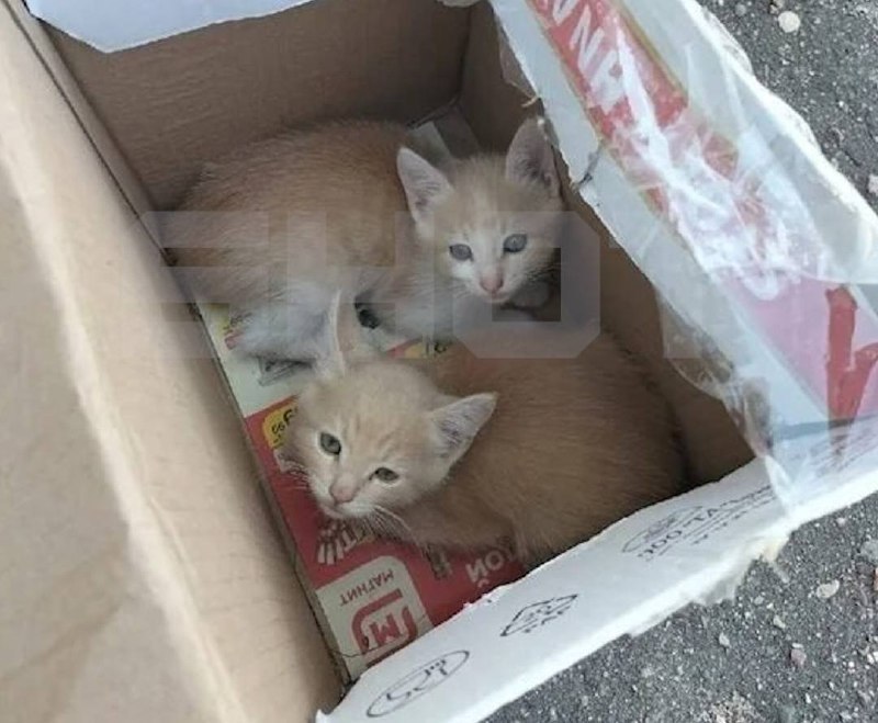В Светлограде сотрудница супермаркета призналась в убийстве котят, которых подбросили к магазину.