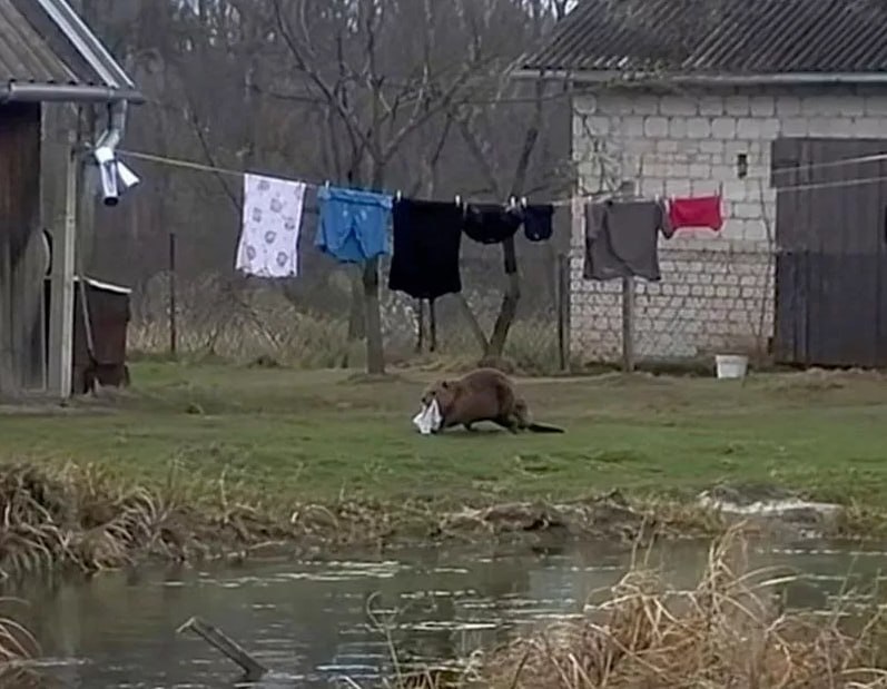 Житель Польши пожаловался на вора, который постоянно воровал его белье с веревки.