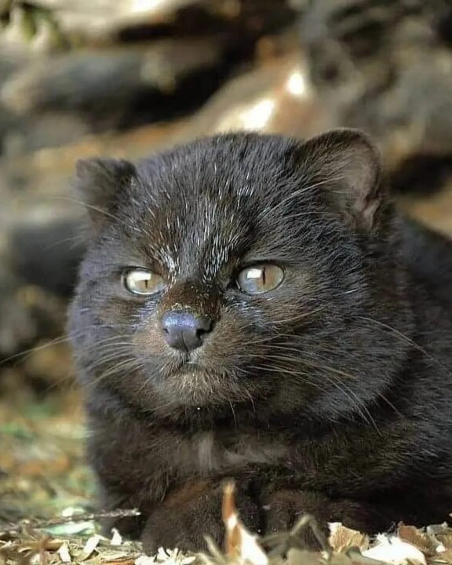 Самая маленькая дикая кошка Америки размером с котёнка