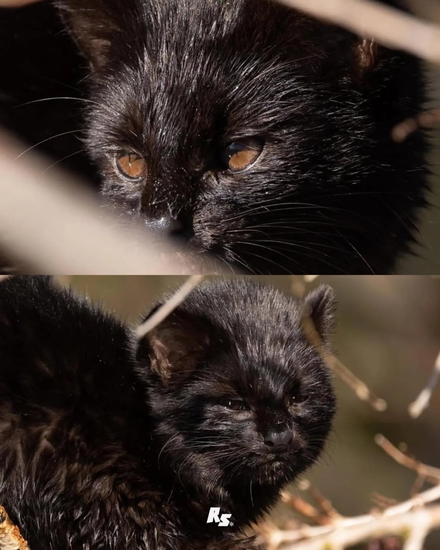 Самая маленькая дикая кошка Америки размером с котёнка