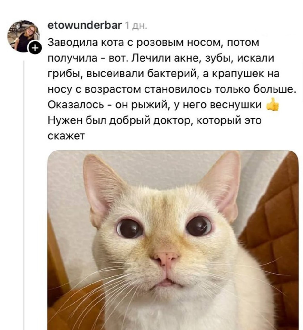 Владельцы питомцев рассказали о бесполезных походах к ветеринару