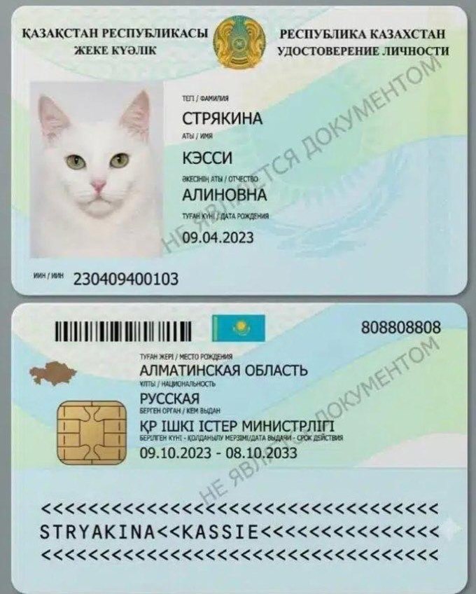 В Казахстане котам начали выдавать цифровые паспорта