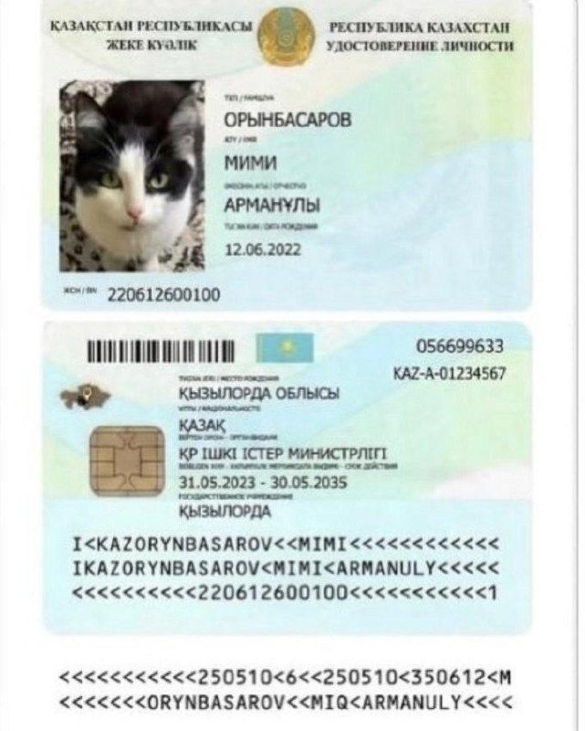 В Казахстане котам начали выдавать цифровые паспорта