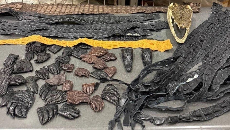 Таможенники нашли 64 части крокодилов в багаже россиянина в Шереметьево