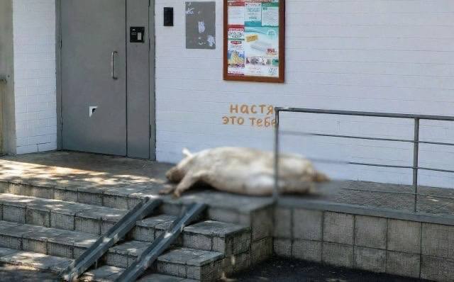 Неизвестный оставил свиную тушу с надписью у подъезда в Москве