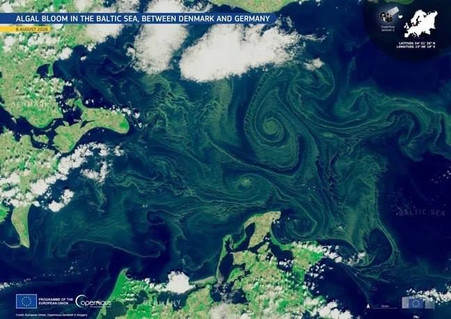 Токсичные водоросли заполонили побережье Балтики в Германии