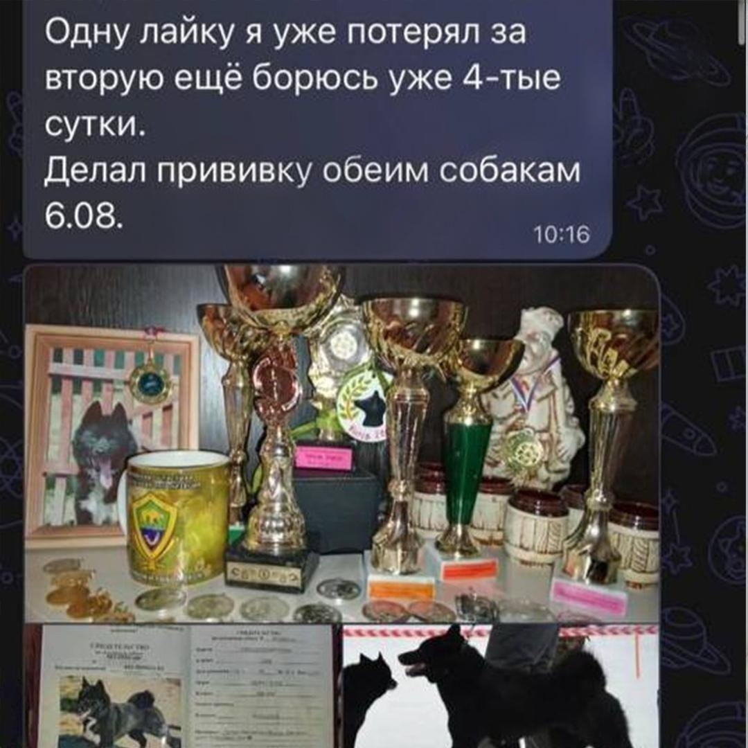 Сотни собак погибли после прививки «Мультикан-8»