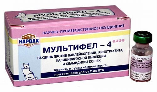 Владельцы кошек жалуются на гибель питомцев после вакцины «Мультифел»