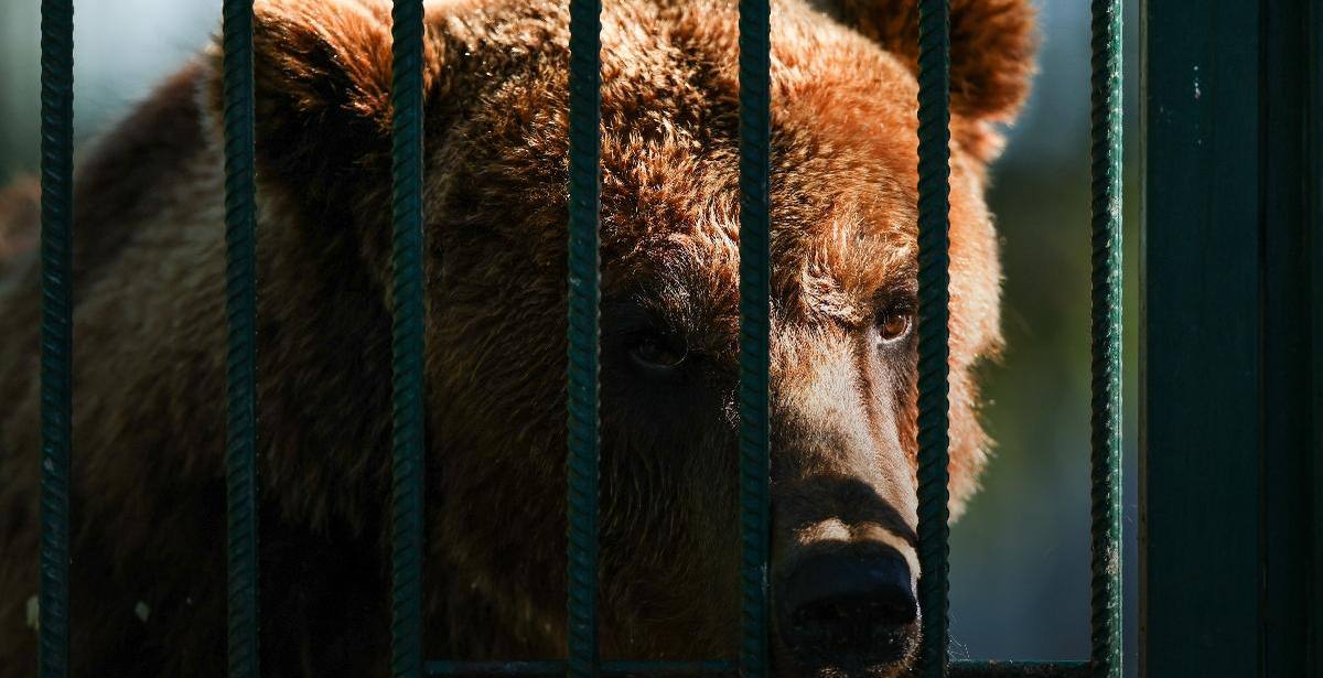 Бурого медведя могут исключить из лимитированных видов