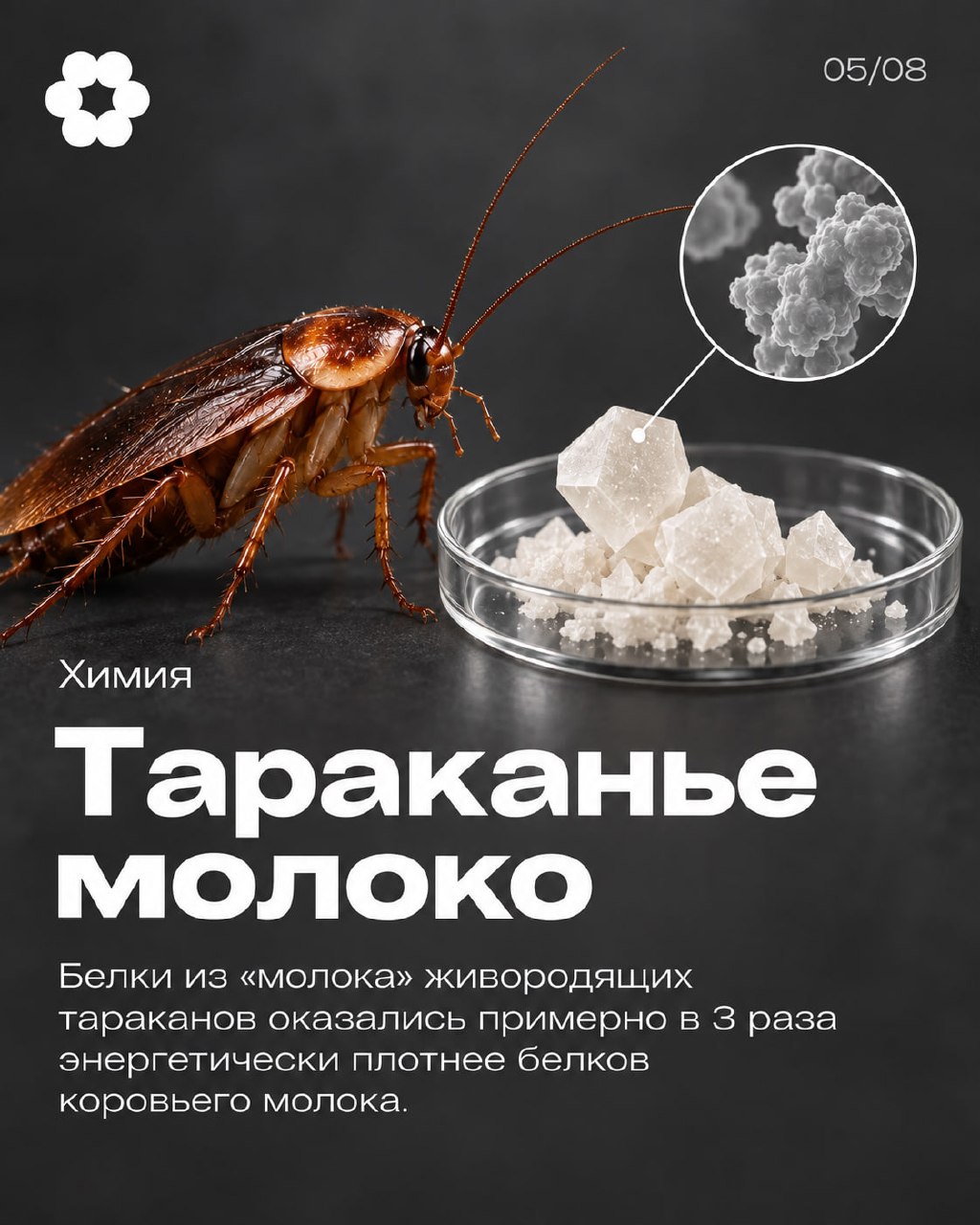 Тараканье молоко превзошло куриную грудку по содержанию белка