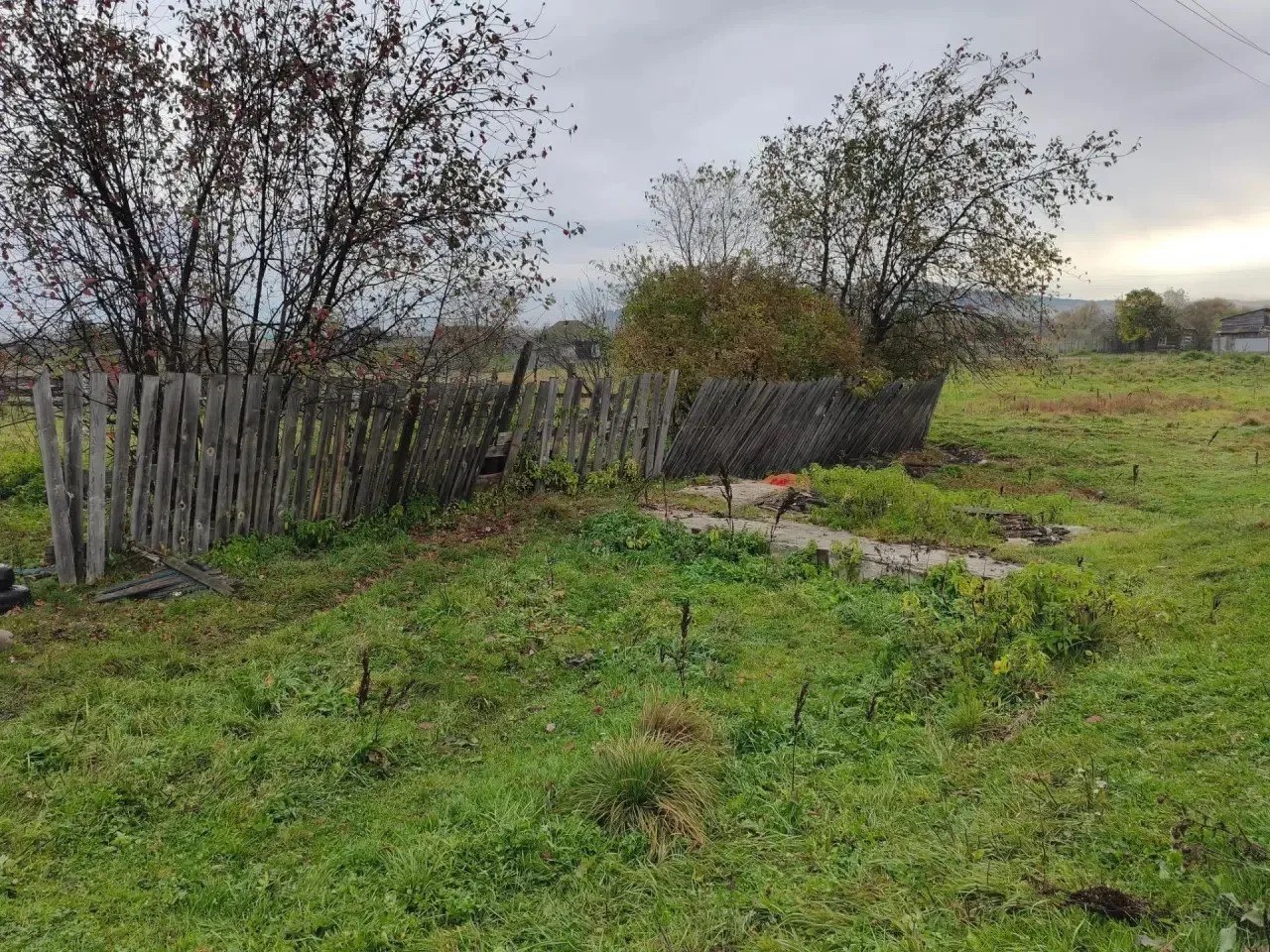 В Красноярском крае медведь убил пенсионерку во дворе дома