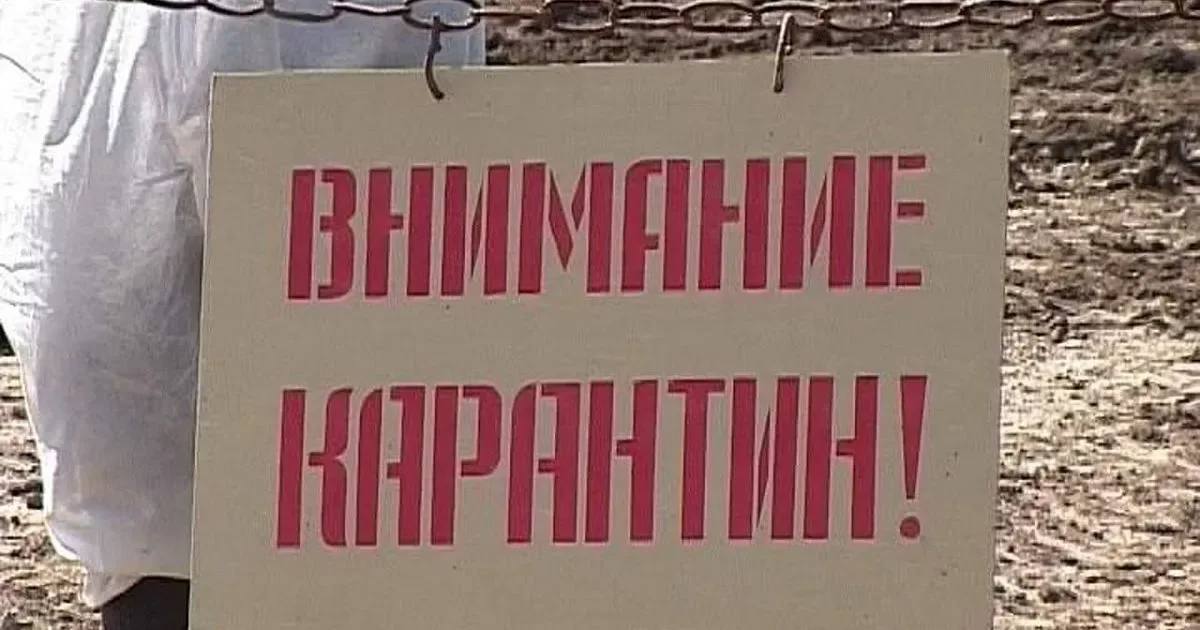В Подмосковье введён карантин из-за бешенства