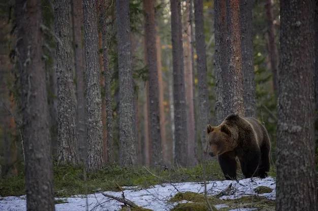 Медведь убил двух мужчин в Томской области