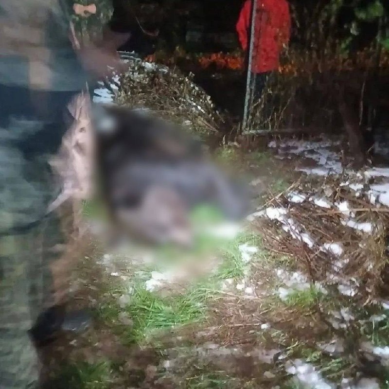 На Чукотке медведь напал на оленевода