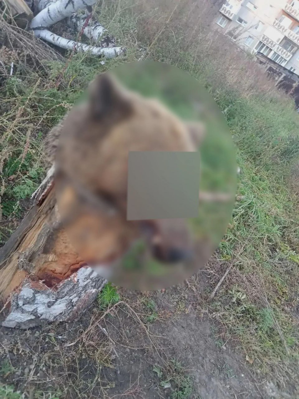 В Ангарске во дворе дома нашли голову медведя