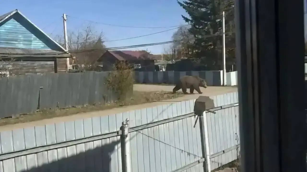 Жительница Приамурья оштрафована за фото медведя, сгенерированное ИИ
