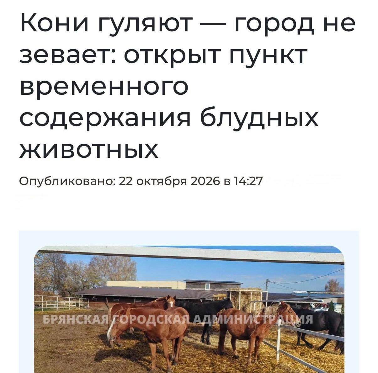 В Брянске начнут отлавливать бродячих лошадей и отправлять их на штрафстоянку