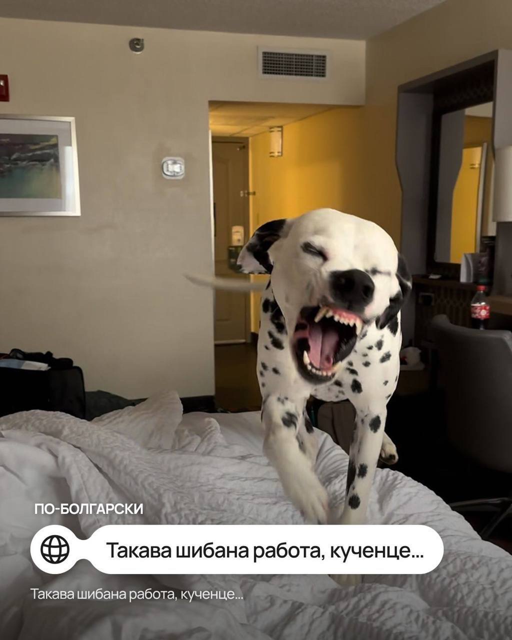 Мем с собачкой перевели на иностранные языки