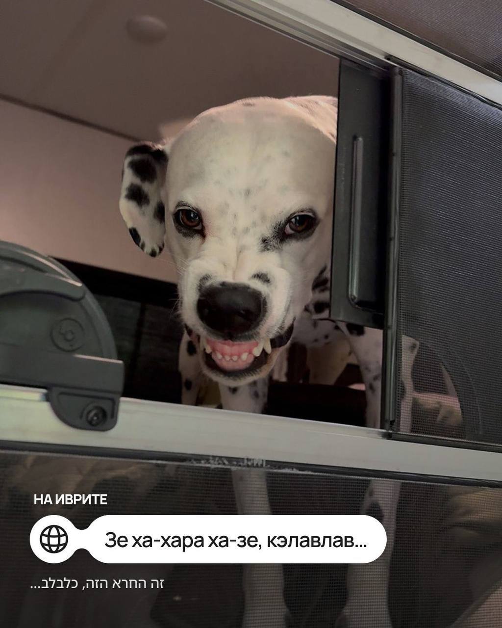Мем с собачкой перевели на иностранные языки