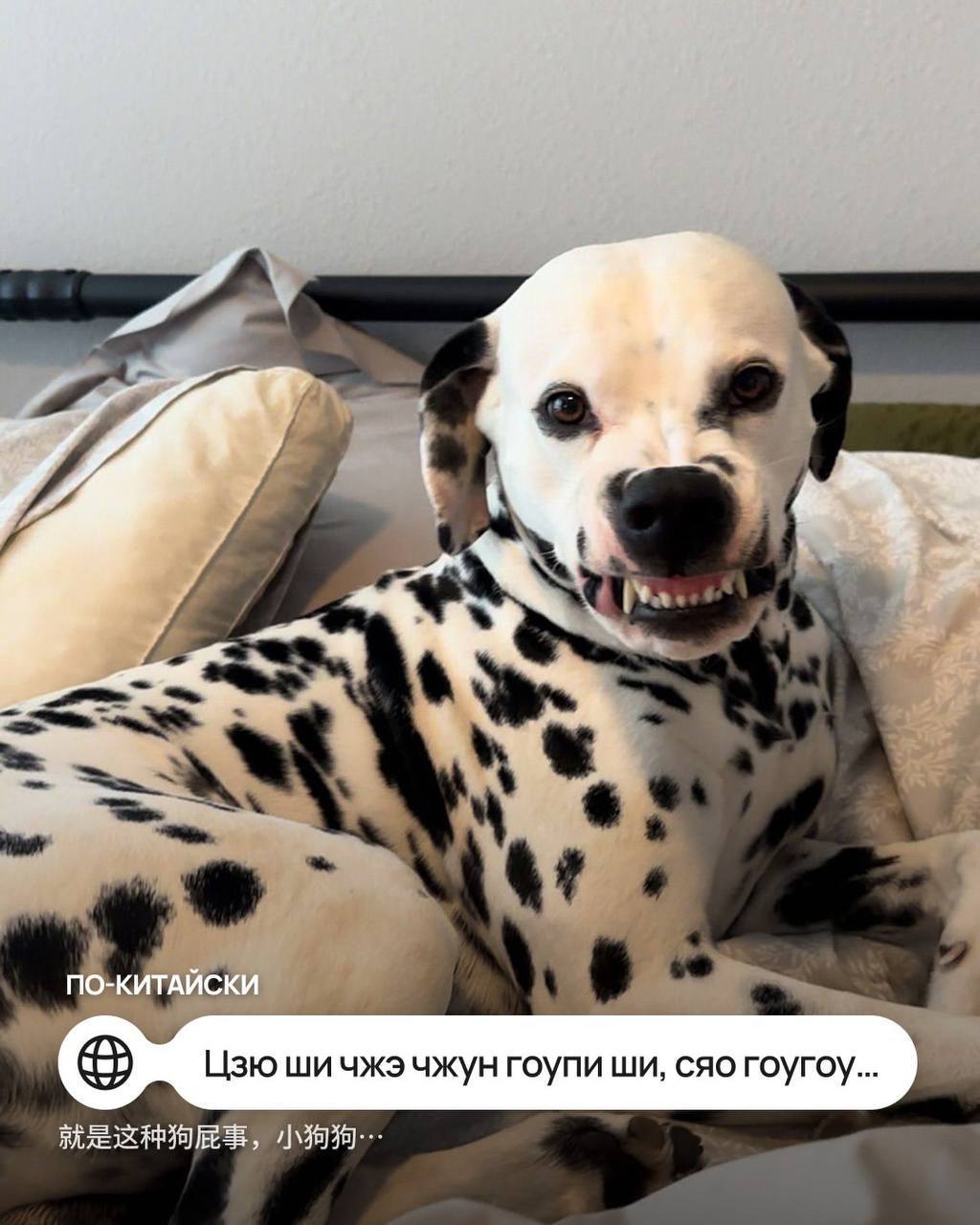 Мем с собачкой перевели на иностранные языки