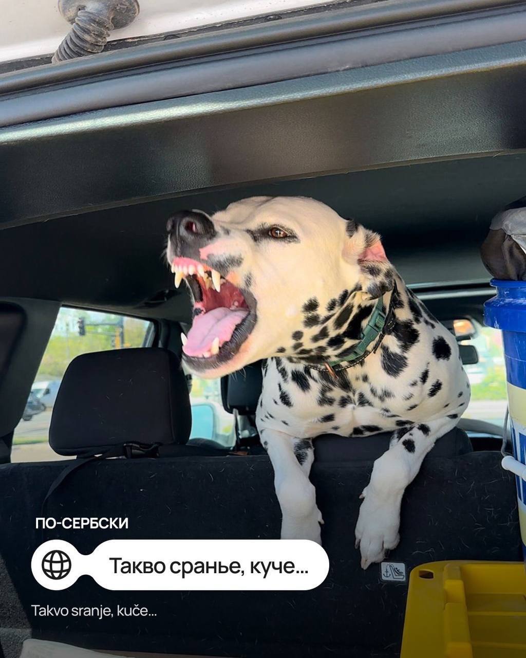 Мем с собачкой перевели на иностранные языки