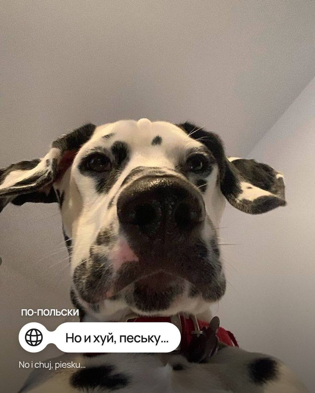 Мем с собачкой перевели на иностранные языки