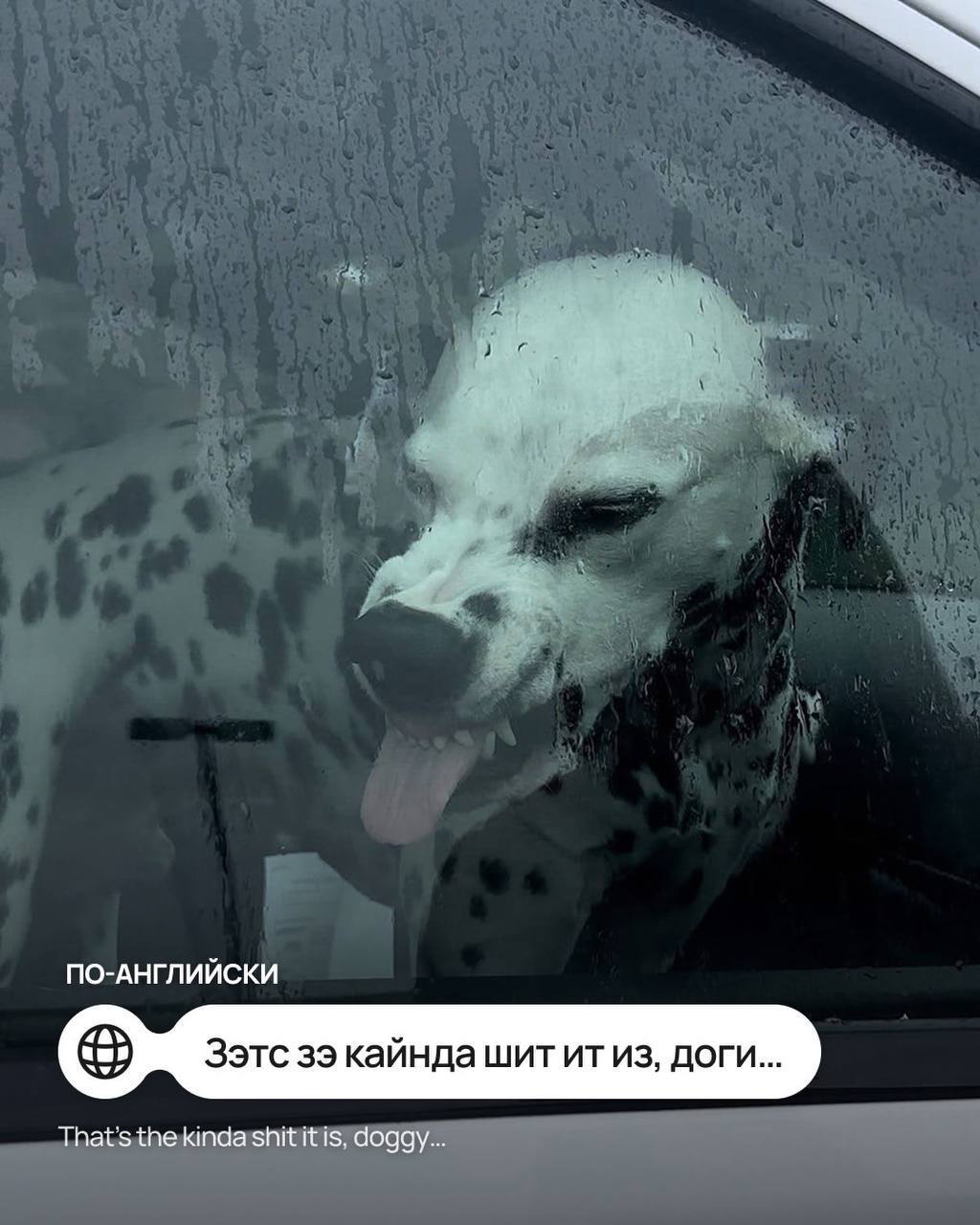 Мем с собачкой перевели на иностранные языки