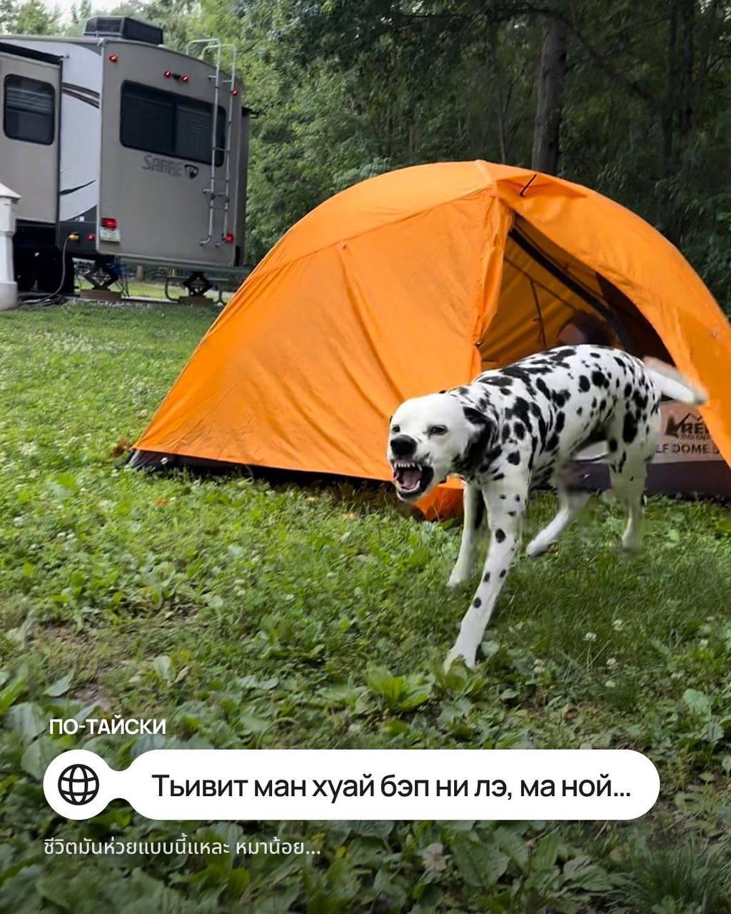Мем с собачкой перевели на иностранные языки