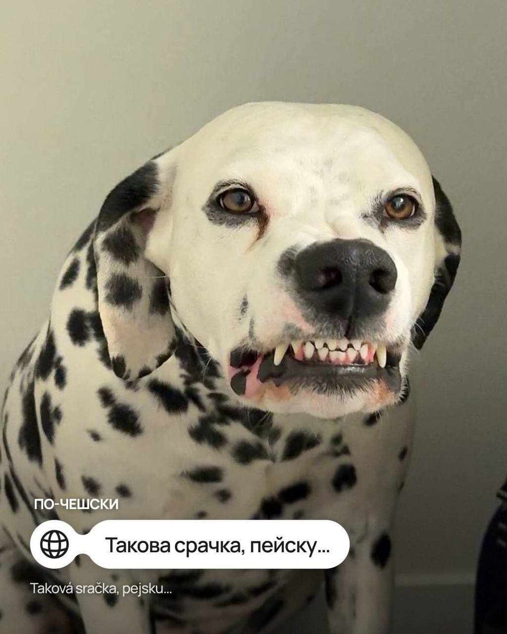 Мем с собачкой перевели на иностранные языки