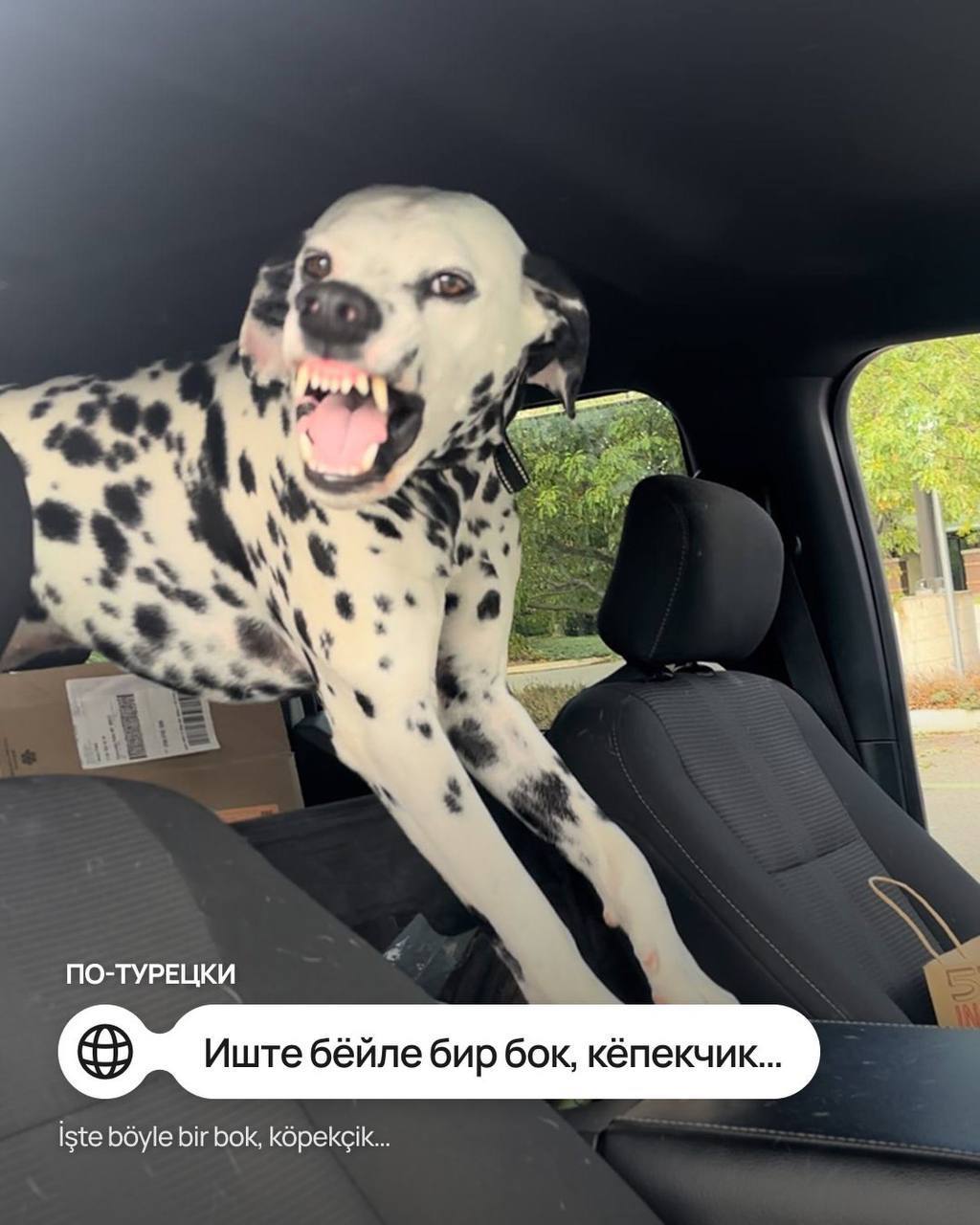 Мем с собачкой перевели на иностранные языки